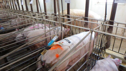 Bacon may disappear in California as pig rules take effect